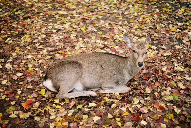 Close-up of cat during autumn