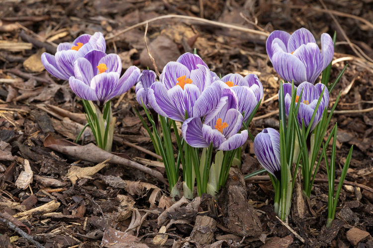 Crocus, close up image of the flowers of spring