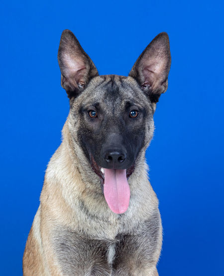 Portrait of dog against blue background