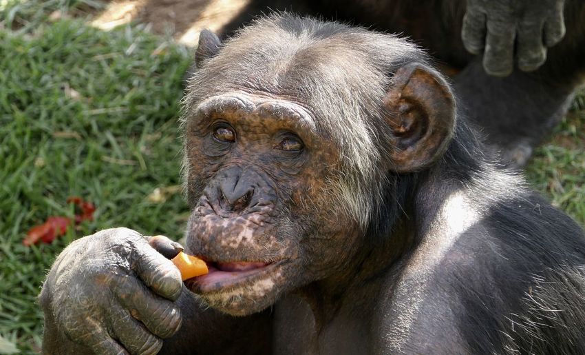 Close-up of man eating face at zoo