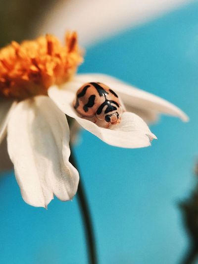 Close-up beetle on flower