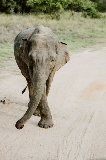 Rear view of elephant walking on road