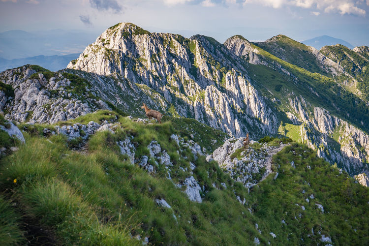 Mountain goat on mountain peak