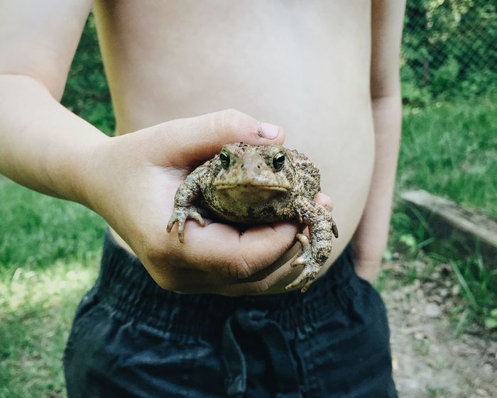 Close-up of cropped hand holding frog