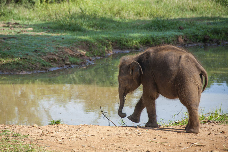 Sri lanka elephant - udawalawa transit home 