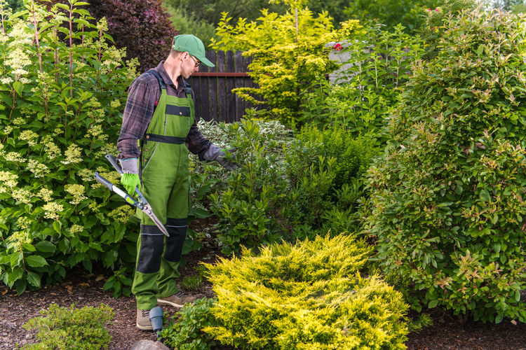 Gardener landscaping at lawn