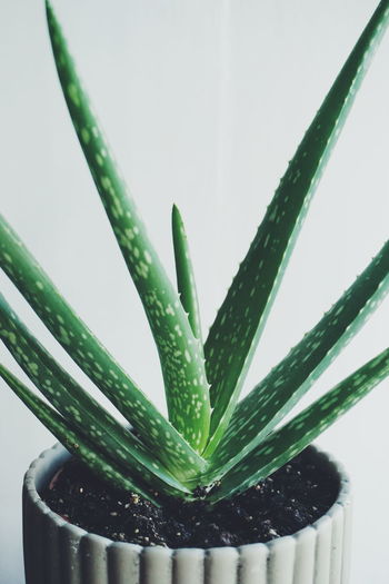 Close-up of aloe vera plant against wall