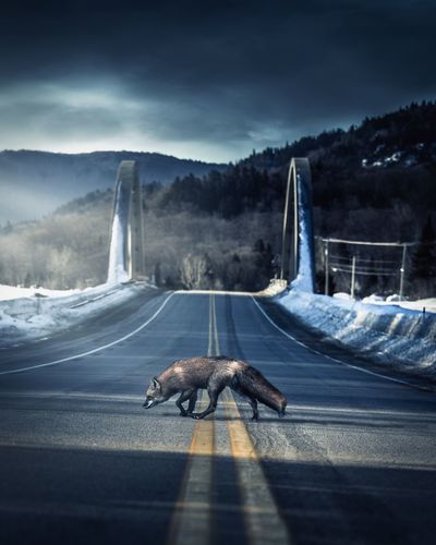 Fox walking on road during winter
