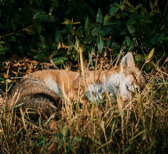 Sleeping fox cub