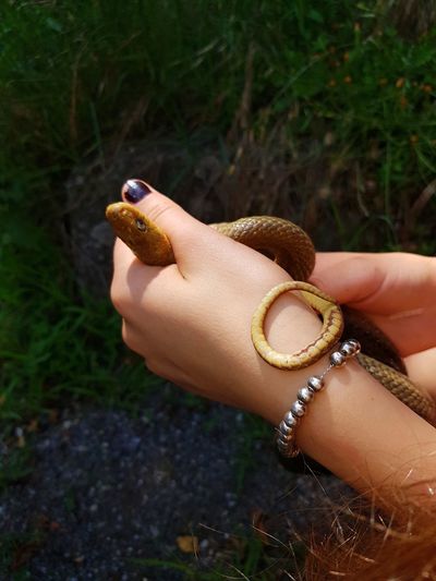Cropped hands of woman holding snake