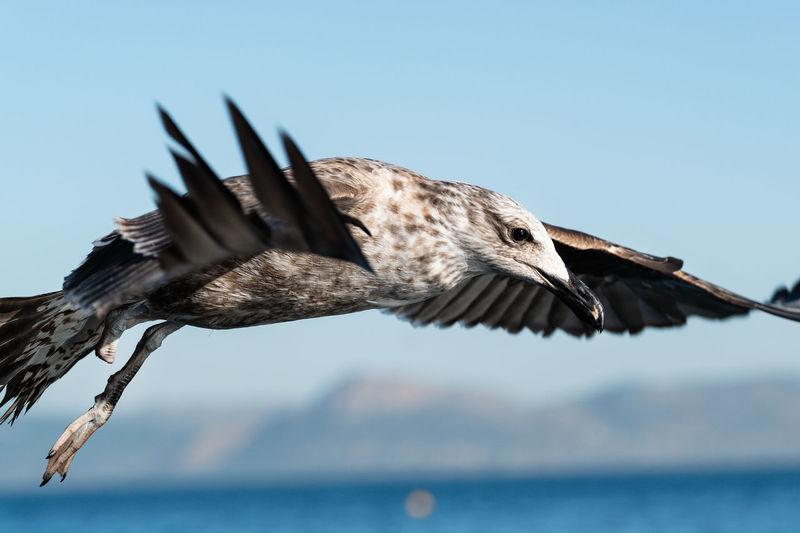 Close-up of seagull flying over sea against clear sky