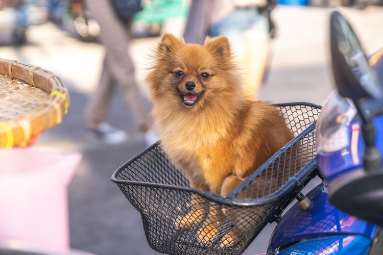 Close-up of dog looking away in basket