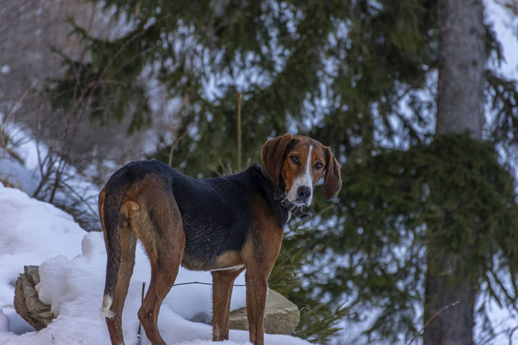 Dog standing in snow