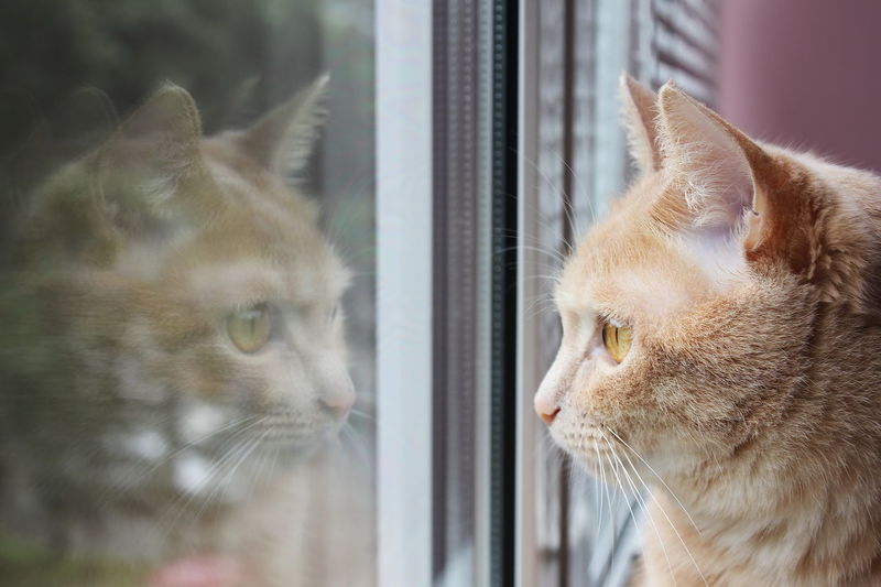 Close-up of cat looking through window