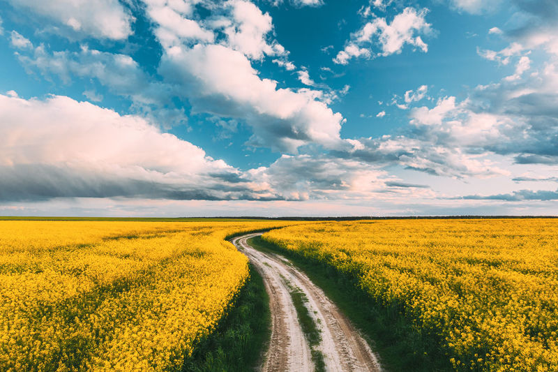 Scenic view of agricultural field against sky