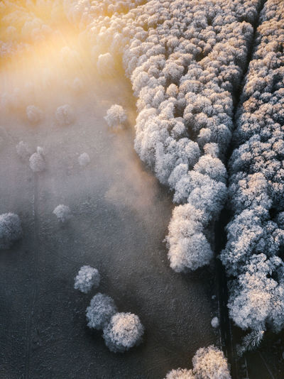 Aerial view of snow covered trees in beautiful foggy sunrise. scenic winter forest landscape.
