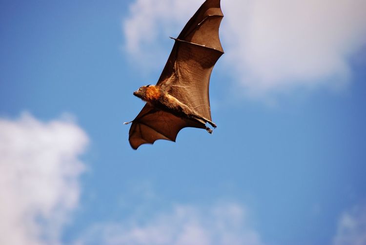 Low angle view of flying fox in mid-air against sky