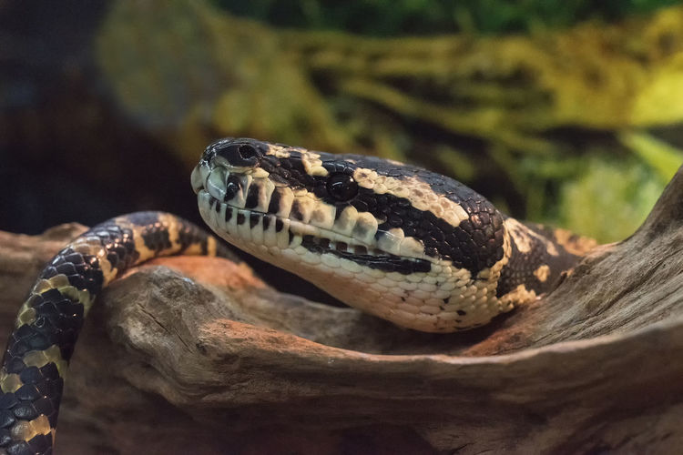 Close-up of snake on wood at zoo