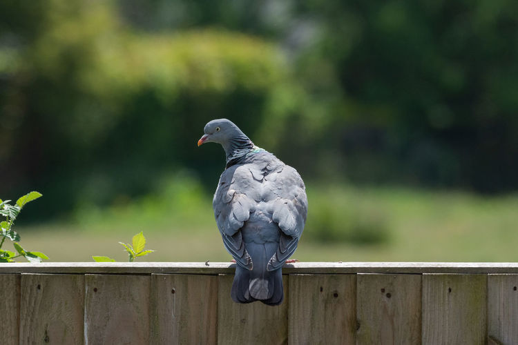 A pigeon sitting on a wooden fence looking back