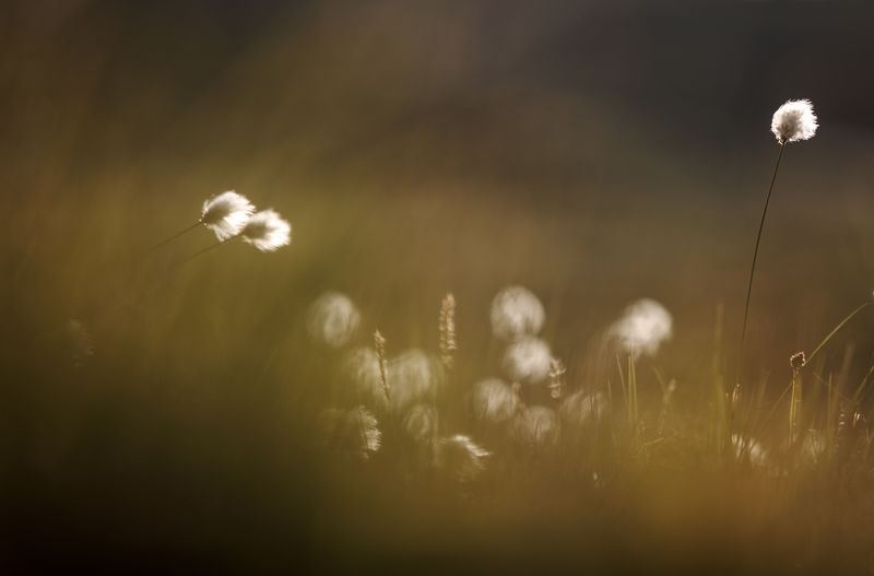 Close-up of dandelion flower on field against sky