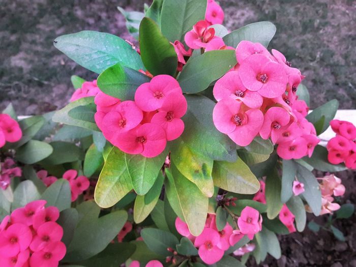 Close-up of pink flowers blooming outdoors