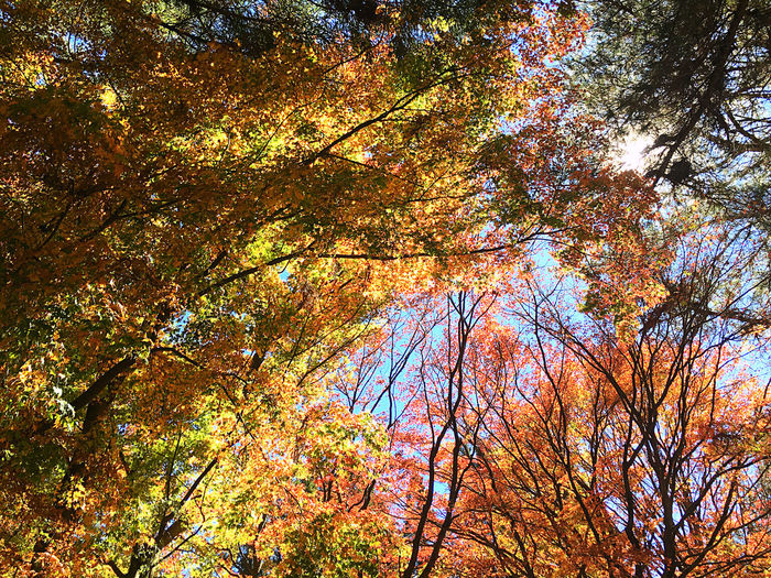 Low angle view of trees during autumn