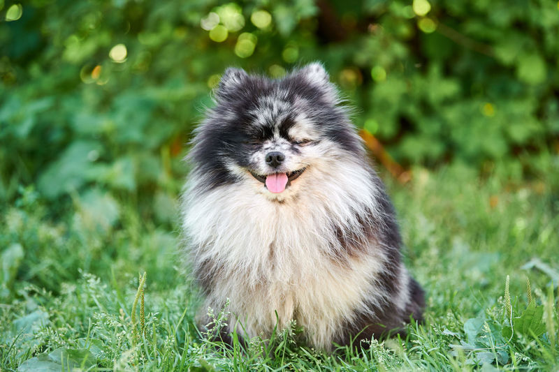 Pomeranian spitz dog in garden grass. cute pomeranian puppy on walk. funny spitz pom dog