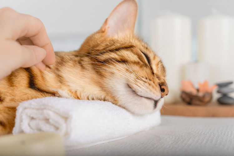 A woman massages the body and muzzle of a cat. spa still life with scented candles, flowers
