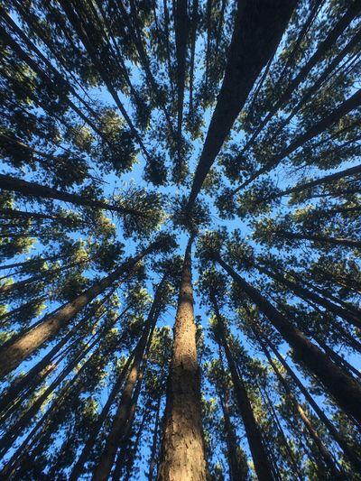 Low angle view of pine tree against sky