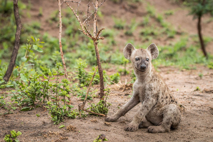 Spotted hyena sitting on field