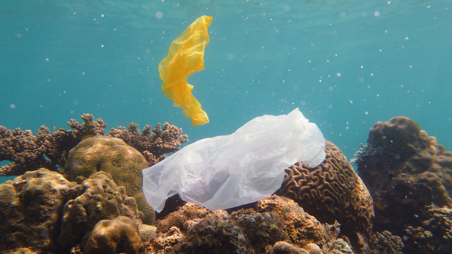 Coral reef polluted with plastic bag.