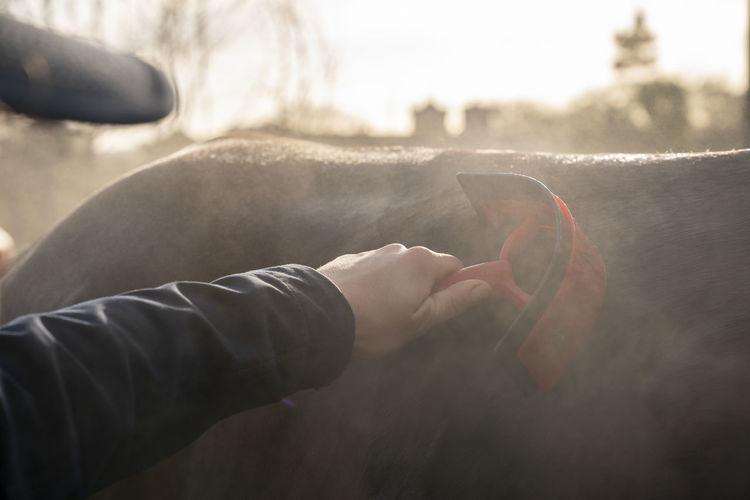 Close-up of hand cleaning a horse
