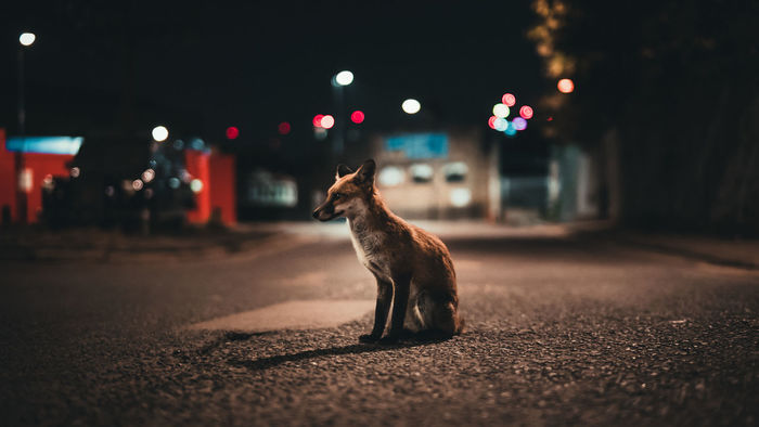 Close-up of fox on street at night