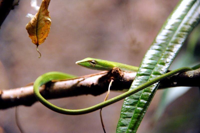 Close-up of green snake on twig