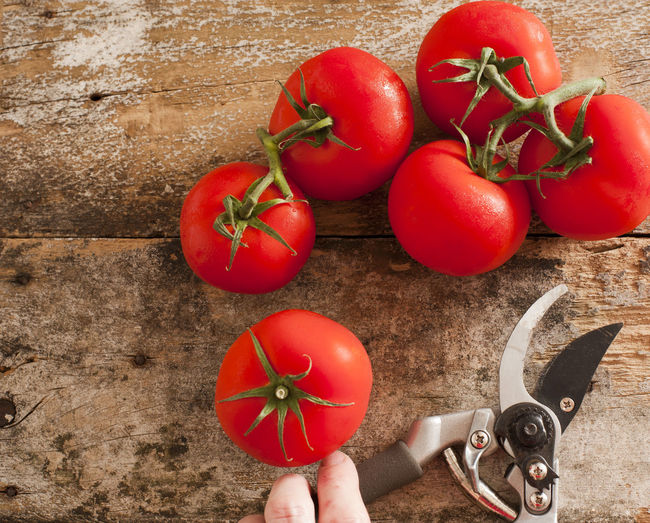 High angle view of pruning shears and tomatoes on table