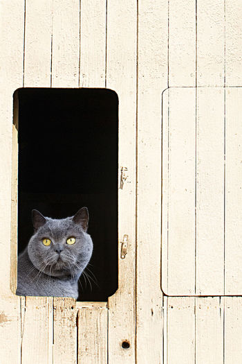 Grey cat in white door