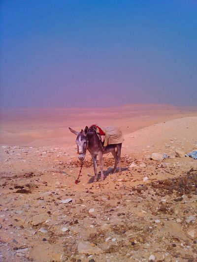Donkey in the desert