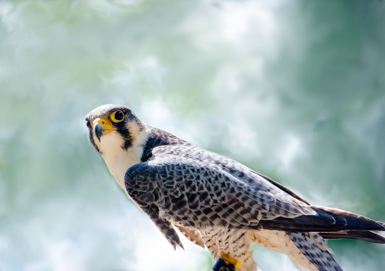 Calm peragin falcon against a painted back ground