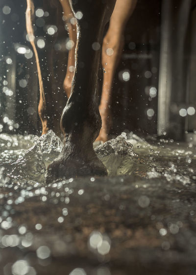 Low section of horse splashing water