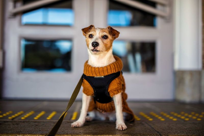 Portrait of dog
