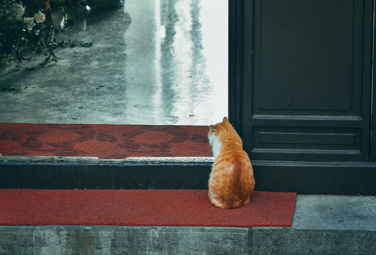 A cat looking out from behind the door