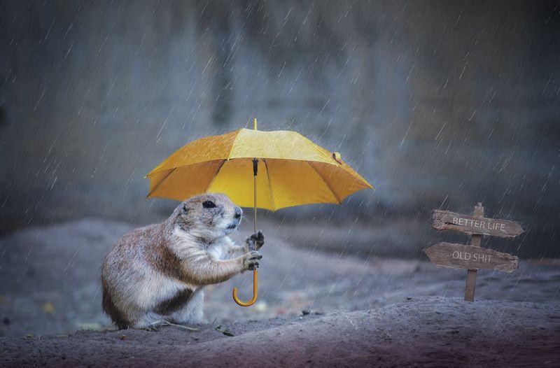 Close-up of prairie dog holding umbrella during rainy season