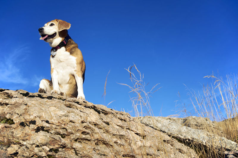 Old beagle dog sitting on the rocks in mountain peak, sniff out wild animals