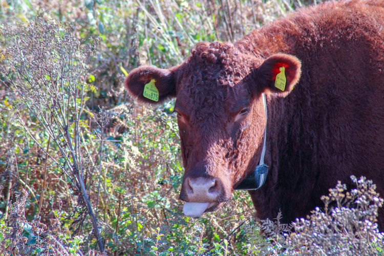 Portrait of a cow on sand dunes 