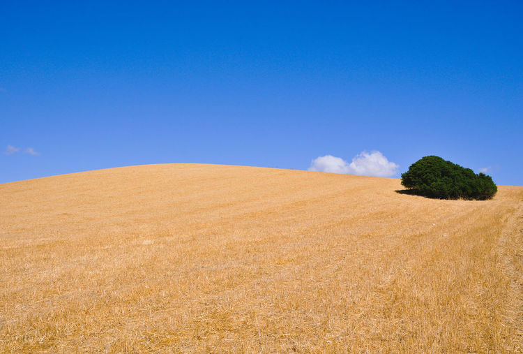 Scenic view of field against clear blue sky
