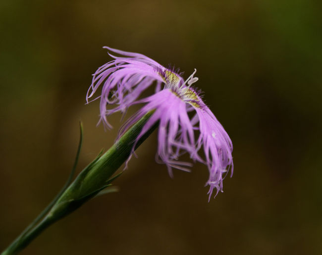 Close-up of purple flowers