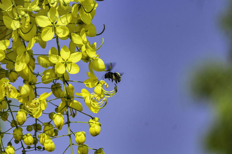 Insect buzzing by yellow flowers against sky