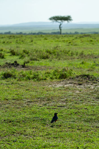 View of a bird on field