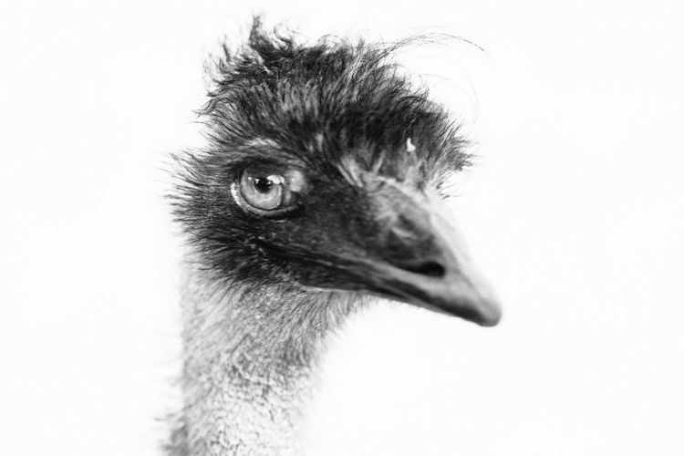 Close-up portrait of animal over white background
