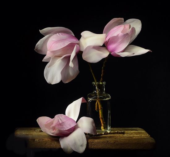 Close-up of white and pink magnolias on table in darkroom